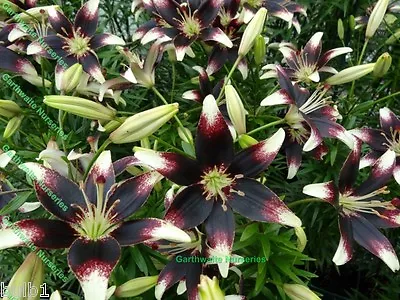 3 Netty's Pride Asiatic  Lily Bulbs White/nearly Black Garden Perennial Stunning • £9.99
