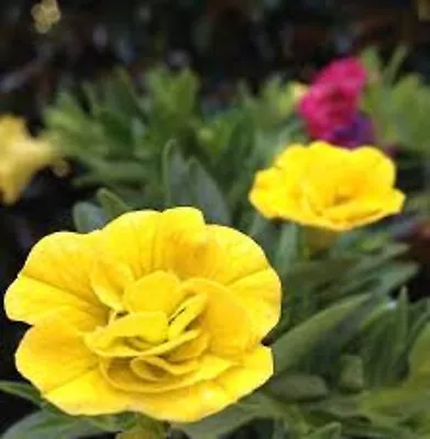 20 X  Trailing Petunias CALIBRACHOA Million Bells DOUBLE SUN    Pre Order • £17.99