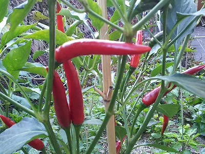 Hot Goat Horn Chilli Very RARE - 15 Seeds • £2.64