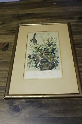 Audubon No 28 Pl 138 Common Mockingbird Print In Frame JT Bowen READ Dated 1940 • $87.76