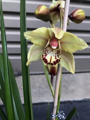 $55 • Buy Beautiful Cymbidium Orchid Plant With 4 Bulbs & 1 Flower Spike