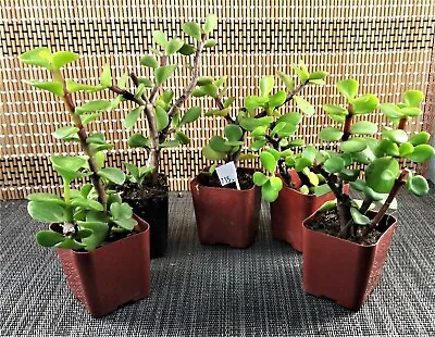 5 Live Plants Beginners Plants Money Tree Free Shipping In The U.S. Fast Ship • $16.99