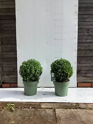 2 Large Holly ‘Ilex Crenata’ Topiary Balls. Each 30 Diameter. 6 Litre Pot Gift • £58