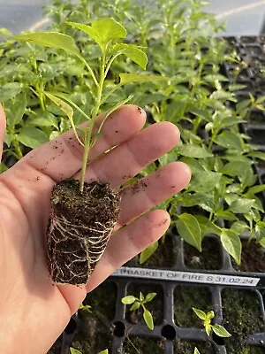 Basket Of Fire Chilli Plug Plants • £1.99