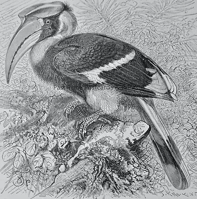 C1895 Antique Print TWO HORNED HORNBILL Royal Natural History - Lydekker • £14.75