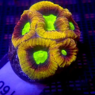 Dragon Soul Favia Coral Frag WYSIWYG IC 3160 - Indigo Corals • $60