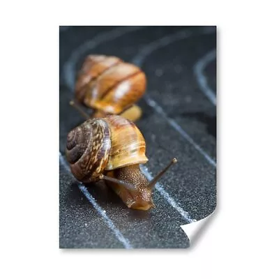 A4 - Racing Snails Race Ny Insect Snail Poster 21X29.7cm280gsm #24221 • £4.99