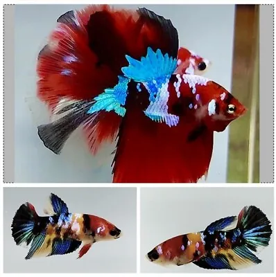 STUNNING HALFMOON BETTA  Mix BREEDING PAIR ( 1 Male + Female) • £75