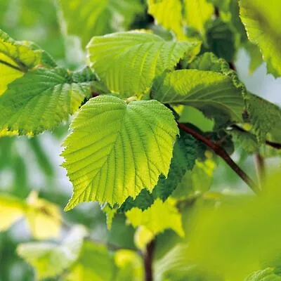 £36.99 • Buy Suttons Corylus Avelana Hazel Hedging Plant Supplied Height 45-90cm, 2-L Plant