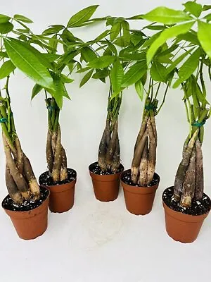 5 Pack Money Tree Plants Pachira Aquatica Live Indoor In 5 Inch Training Pots • $95.95