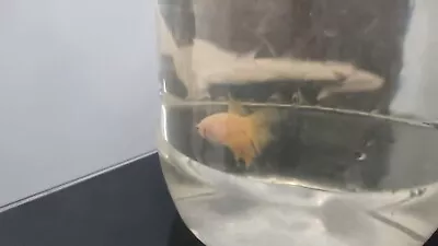 Live Betta Fish Female Halfmoon Orange With DOA Guarantee • $22