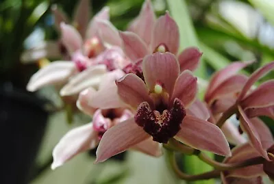 Cymbidium Mary Green (using Sarah Jean 'Ice Cascade') Orchid • $25