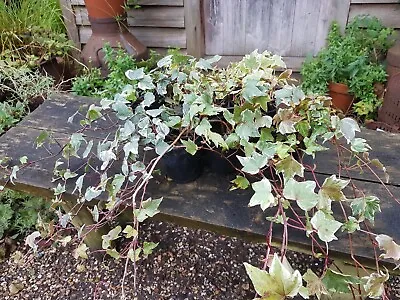 £7.95 • Buy Ivy Collection - 3 X 9cm Pots - Grower's Choice Of Well Established Plants