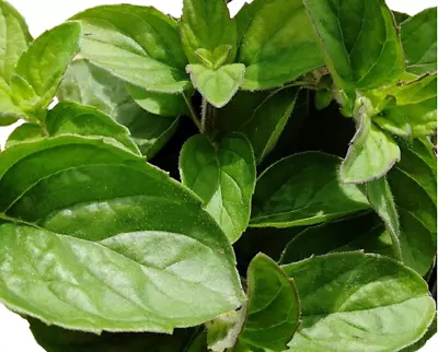 Lemon Mint   Aromatic Herb Plant 9cm Pots - Established Plant - Attracts Bees • £6