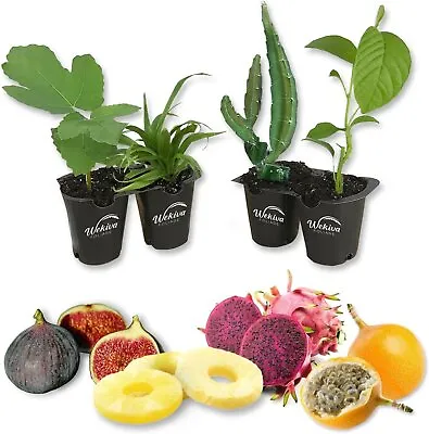 Tropical Fruit Variety Pack - 4 Live Exotic Starter Plants • $35.50