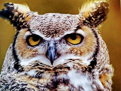 PHOTO POST CARD THE GREAT HORNED OWL ( Animals & Nature ) • £9.44