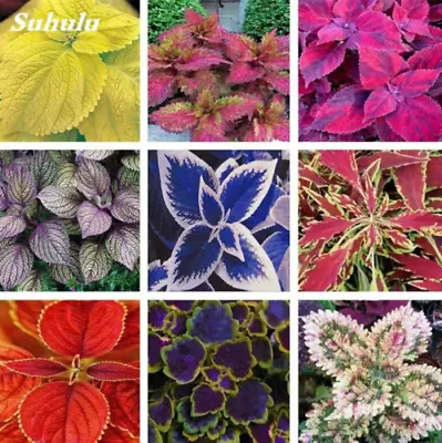 100 Mixed Color Coleus Seeds Coleus Blumei Garden Flower • £2.94