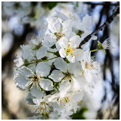 £21.99 • Buy 3 Wild Cherry Trees 3-4ft Stunning Blossom, Edible Cherries & Wild Bird Food
