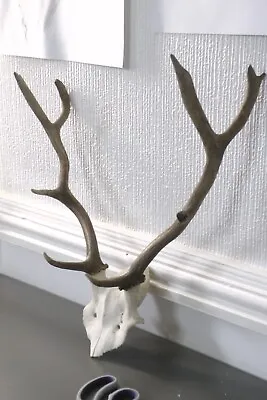 Fallow Deer Antlers On Skull  / HOME WALL DECOR / Taxidermy • £98