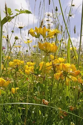 British Wild Flower - Lotus Corniculatus - Birdsfoot Treefoil - 250 Seed • £2.45