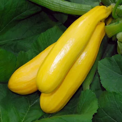 X3 COURGETTE PLANTS 'Yellow Golden' - Vegetable Seedling Zucchini • £99