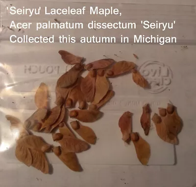 $6 • Buy Seriyu Laceleaf Japanese Maple, Acer Palmatum Disssectum 'Seriyu', 15 Seeds