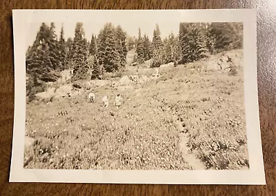 1946 Woods Near Mt. Rainier Shadow Lake Washington People Field Real Photo P3j28 • $9.99