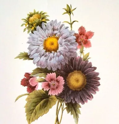 Redoute Floral Bouquet Botanical Flowers Vintage Print Book Plate 19 Marguerites • $14.99