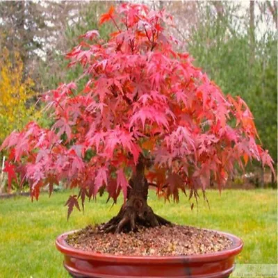 $6.99 • Buy Red Japanese Maple, Acer (Palmatum Atropurpureum) 20 Tree Seeds Bonsai
