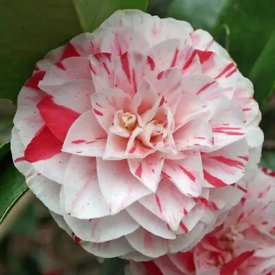 CAMELLIA LAVINIA MAGGI PLANT PINK WHITE STRIPED FLOWERS 9cm POT EVERGREEN SHRUB • £9.99