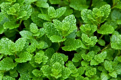 Vietnam Peppermint Seeds [ Spearmint (Mentha Spicata) ]  Húng Lủi | Non-GMO • $25