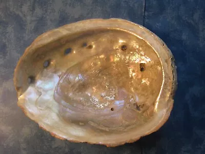 VINTAGE 60s CALIFORNIA RED ABALONE SHELL Large 7.5” X 6” • £2.85