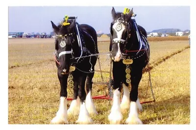 Postcard Horses Ploughing (Unposted) FREE UK DELIVERY ! • £2.99