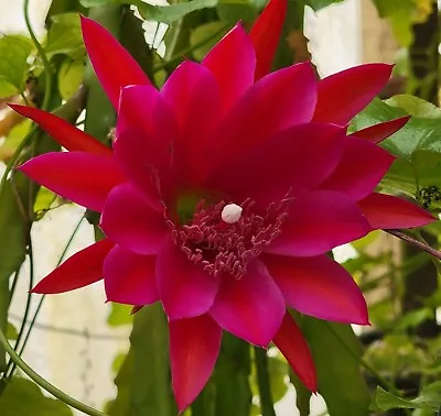 Epiphyllum Seeds ('Guiding Star' X 'Russian Roulette') Orchid Cactus Seeds • $8