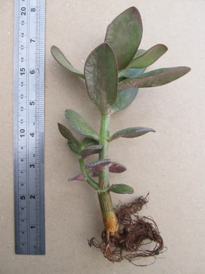 £4.95 • Buy 1 X CRASSULA OVATA (JADE PLANT) - Clearance