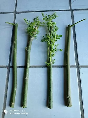 $18 • Buy 5 Moringa TREE Cuttings TREE OF LIFE FRESH Food Forest Permaculture