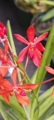 Orchid Vanda Ren Phillipinensis X Neo Falcata Mad Happpenings Micro Miniature • $43.95