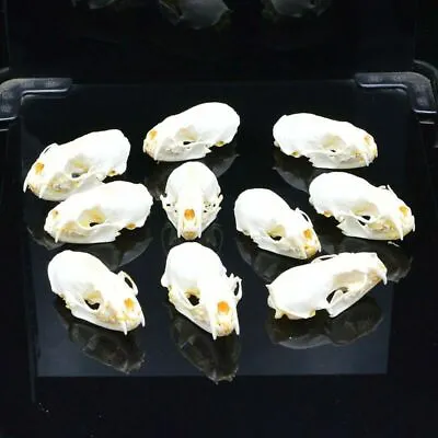 1/2/3/4/5/10Pcs/Lot Mink Skull Specimens 4-9cm  Animal Bones Unique Gifts Decors • $29.13