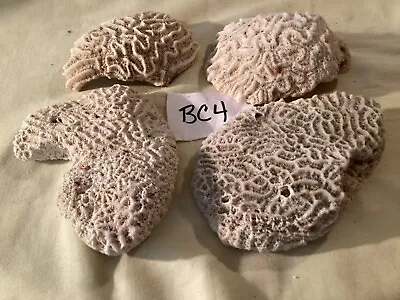 $19.99 • Buy Authentic All Natural Brain Coral BC4