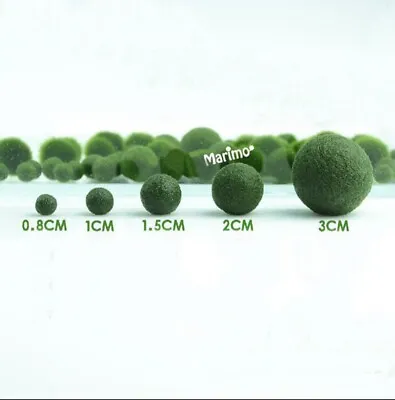 Marimo Moss Balls Variety Pack 5 Balls 0.25-1.5 Inch Live Plant Aquarium Tank • $28.97