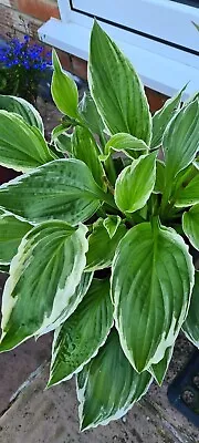 £4.99 • Buy Hosta Francee Multiple Crown Growing In 9CM Pots FREE POSTAGE 