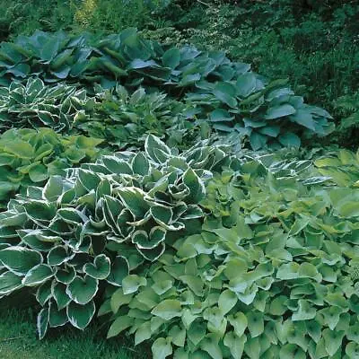 £12.99 • Buy Pack X6 Mixed Hosta Perennial Garden Plug Plants Special Mix 'Large Plugs'