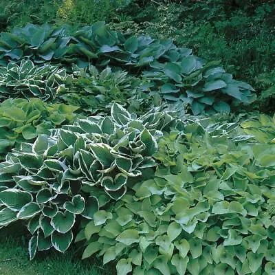 £12.99 • Buy Pack X6 Mixed Hosta Perennial Garden Plug Plants Special Mix 'Large Plugs'