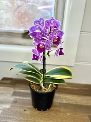 Orchid Phalaenopsis Sogo Viven Variegated - IN FLOWER No2 - THIS PLANT • $65