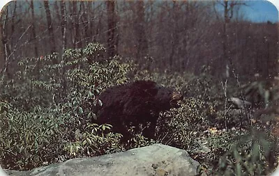 Mt. Pleasant MI Michigan Greetings Bear Angry Bruin Vtg Postcard K2 • $2.25