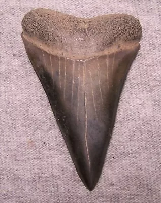 Mako Shark Tooth  2 3/16   Shark Teeth Megalodon Fossil Jaw Scuba Diver Fishing • $43.99