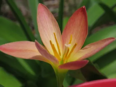 Rain Lily Zephyranthes Siam Sunset 1 Bulb NEW Habranthus • $18