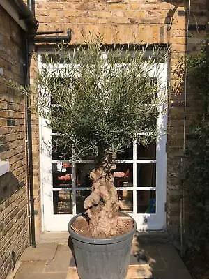 £595 • Buy Ancient Gnarled Trunk Olive Tree - Large Specimen 
