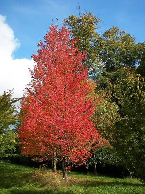 15 Red Maple Acer Rubrum Seeds (Collected February 2024 & Zone 10B Sourced!) • $3