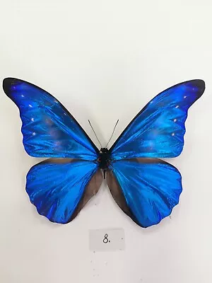 Morpho Helena Rhetenor Male • $133